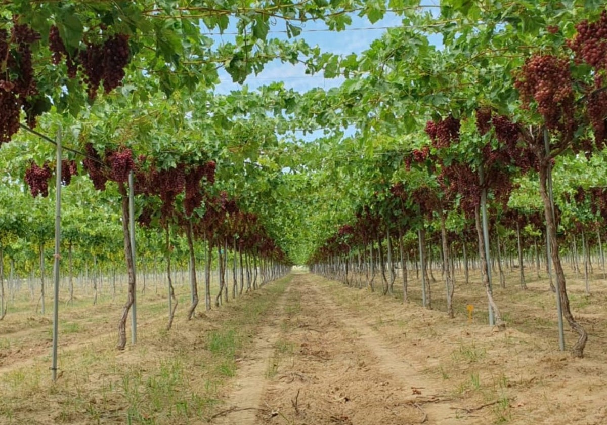 Viñas de Chronofruit en Los Palacios