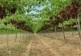 De líderes de la uva en Sevilla a comprarla en Mercadona para las campanadas