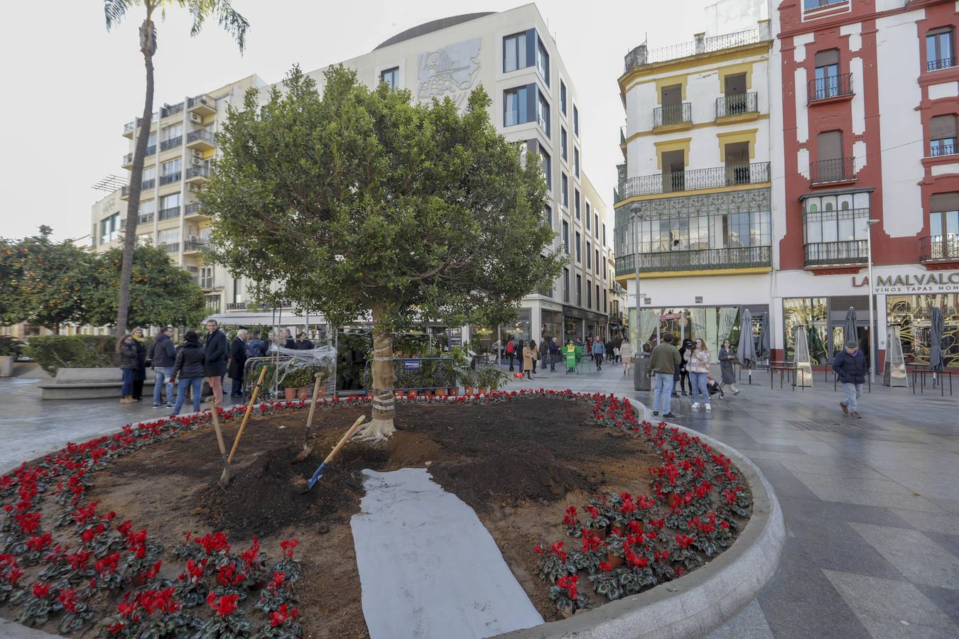 José Luis Sanz y el presidente de la Cámara de Comercio de Sevilla, Francisco Herrero, siembran el ficus 