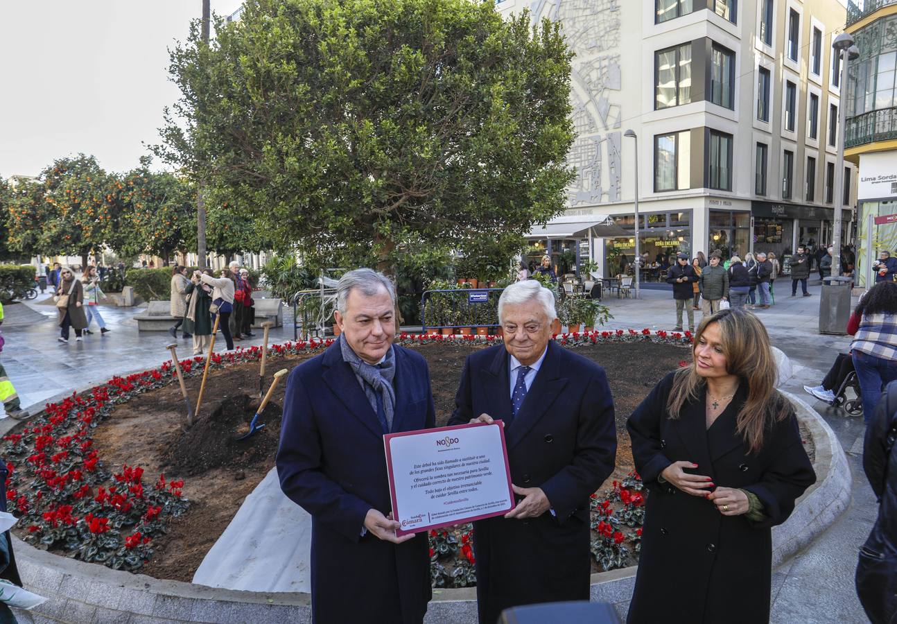 José Luis Sanz y el presidente de la Cámara de Comercio de Sevilla, Francisco Herrero, siembran el ficus 