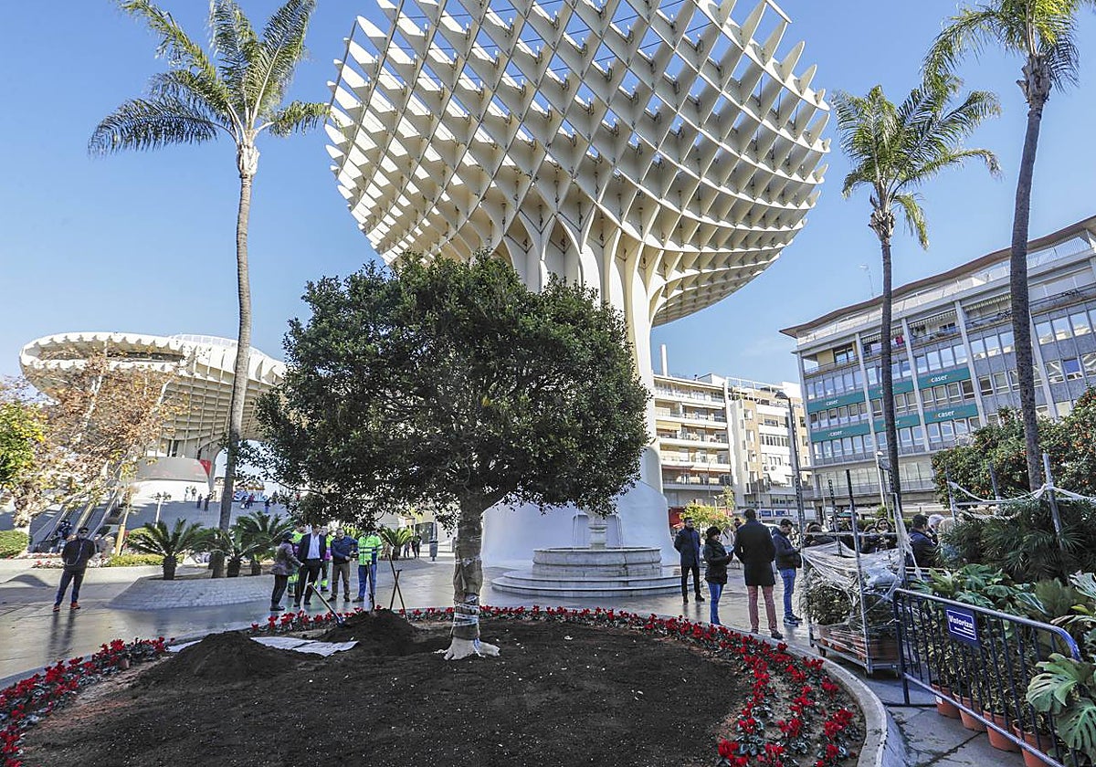 El ficus ha sustituido al que el Ayuntamiento tuvo que talar por riesgo de caída