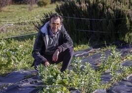 «La mayoría de los pisos del Polígono Sur donde se cultiva marihuana son de la Junta de Andalucía, que paga el alquiler y la comunidad»