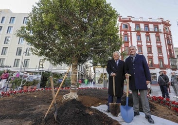 Plantan un nuevo ficus en la Encarnación que «podrá superar los veinte metros dentro de cien años»