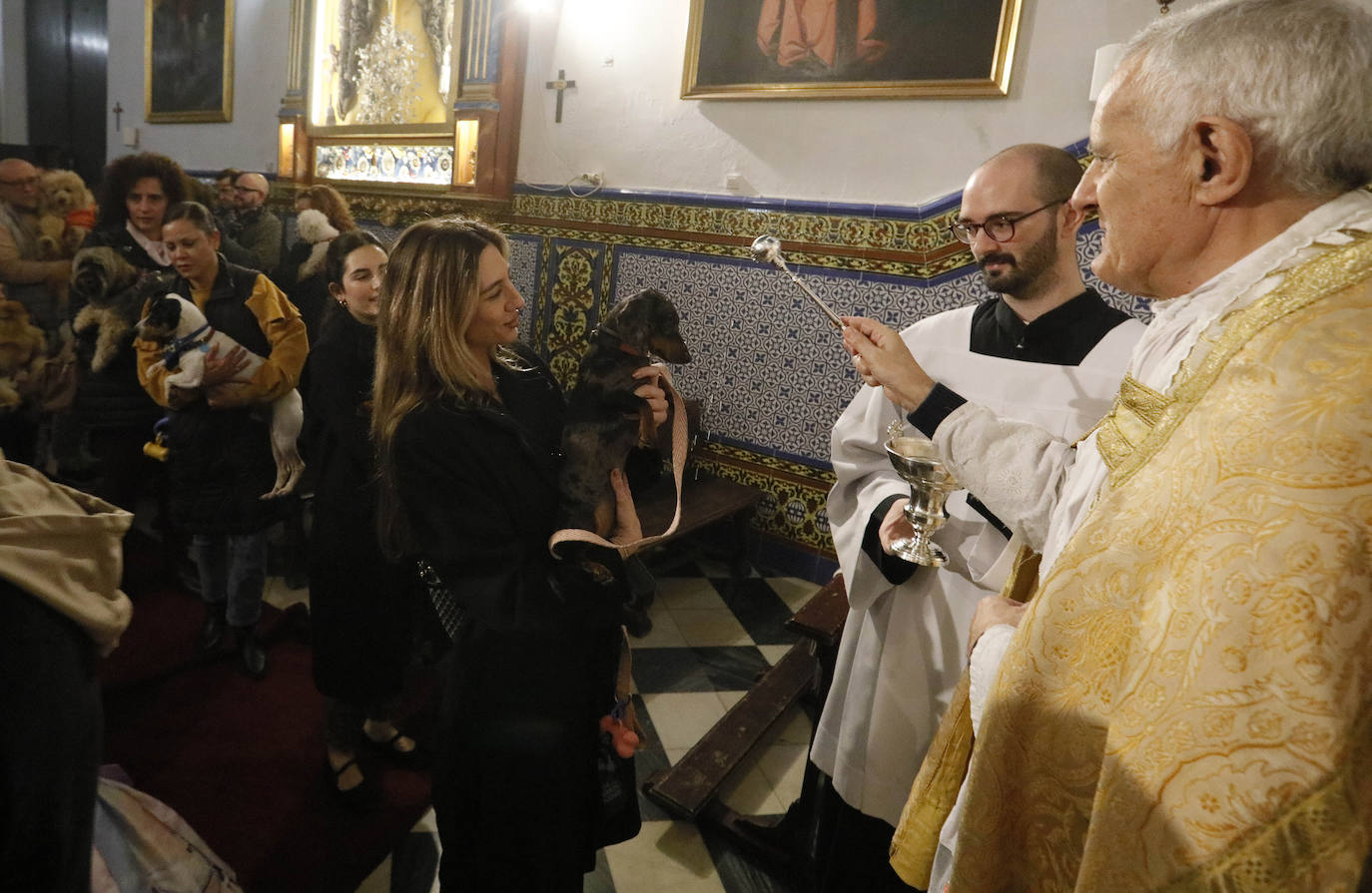 La Pastora de Santa Marina acoge la tradicional bendición de animales por San Antón