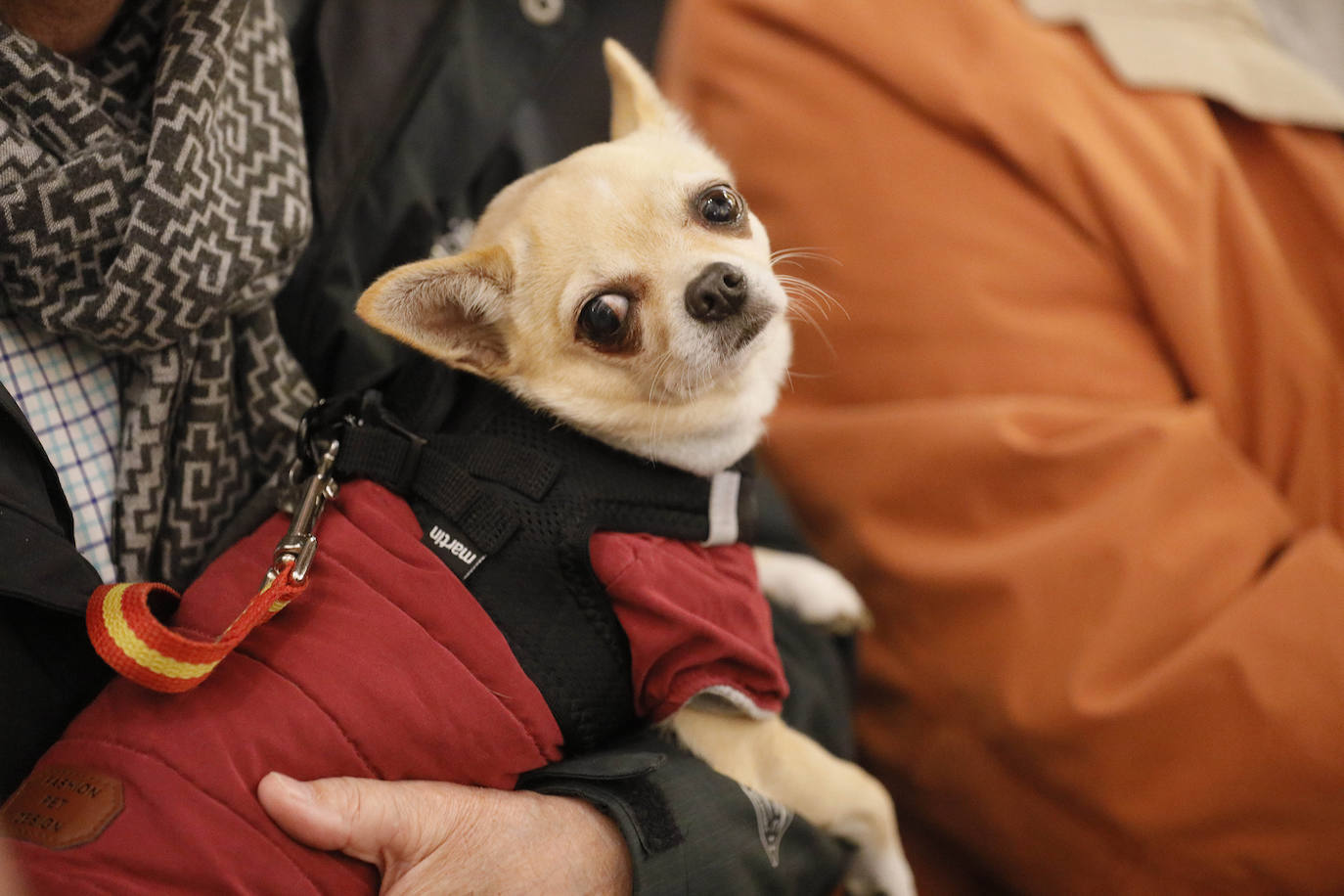 La Pastora de Santa Marina acoge la tradicional bendición de animales por San Antón