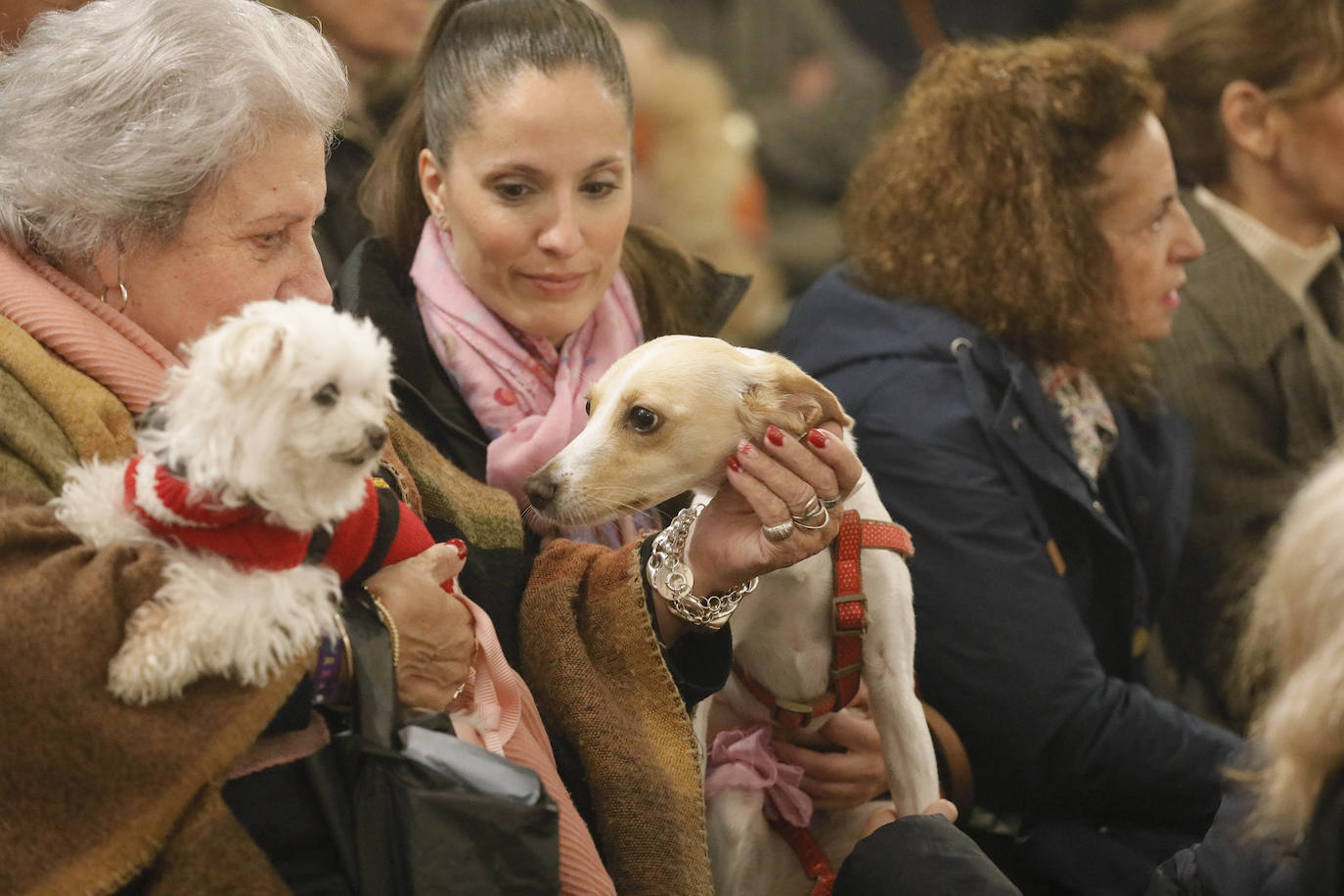 La Pastora de Santa Marina acoge la tradicional bendición de animales por San Antón