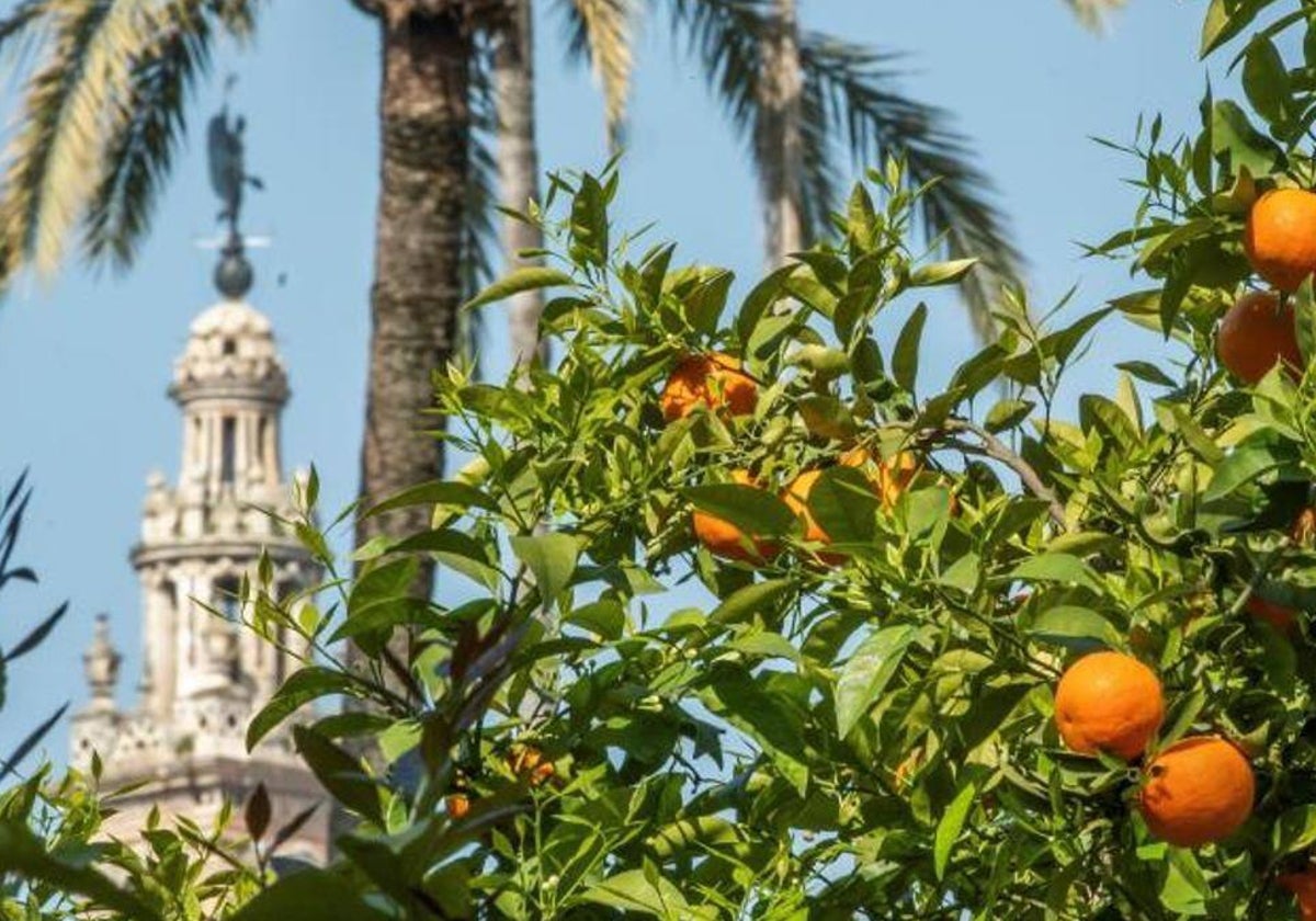 Este año se están recogiendo una media de 120 kilos de naranjas por árbol,