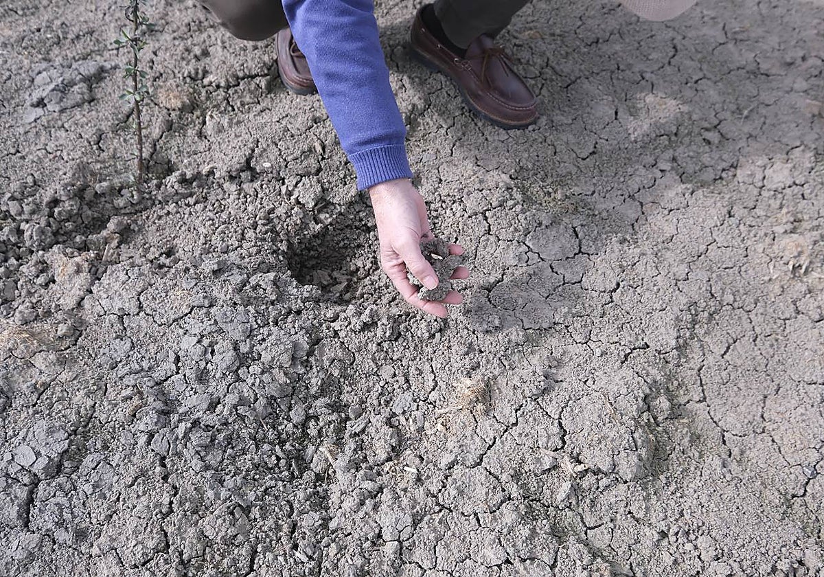 La sequía está causando estragos en los arrozales de Isla Mayor