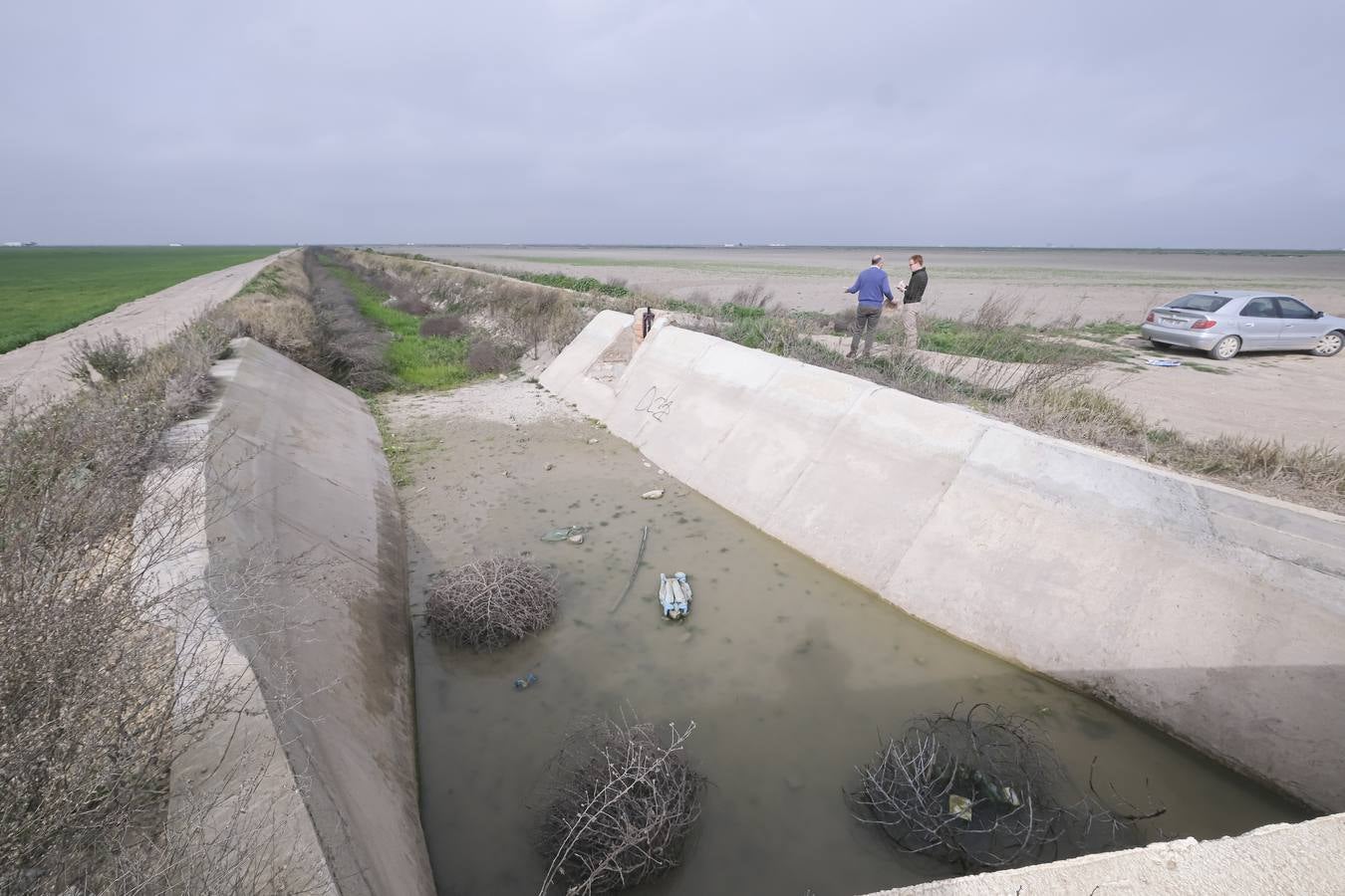La sequía está causando estragos en los arrozales de Isla Mayor