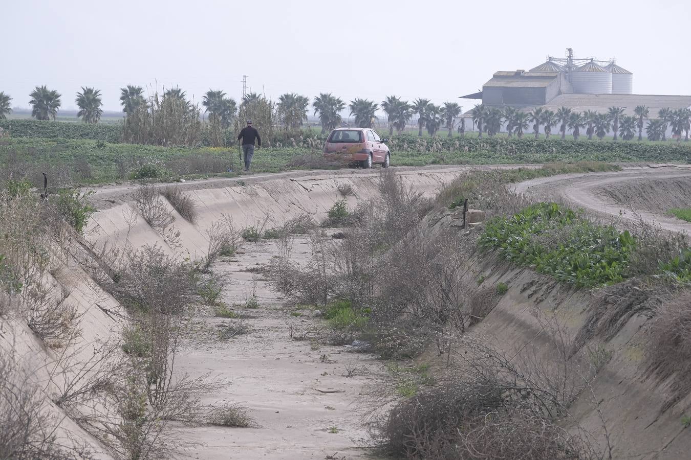 La sequía está causando estragos en los arrozales de Isla Mayor