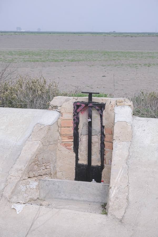 La sequía está causando estragos en los arrozales de Isla Mayor