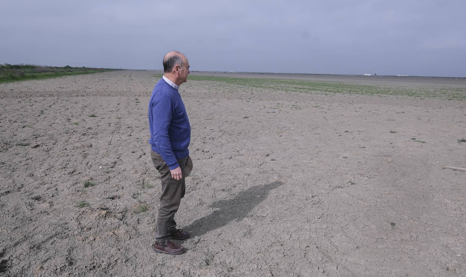 La sequía está causando estragos en los arrozales de Isla Mayor