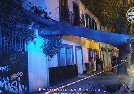 Los bomberos retiran un árbol caído sobre la fachada de un inmueble en Pagés del Corro
