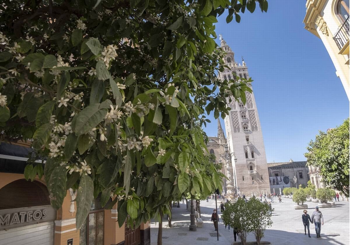 Un naranjo con flores de azahar en la calle Mateos Gago de Sevilla