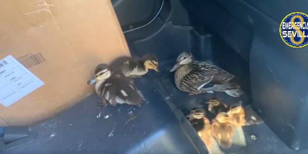 Trasladar a pata y sus patitos hasta el Parque del Tamarguillo