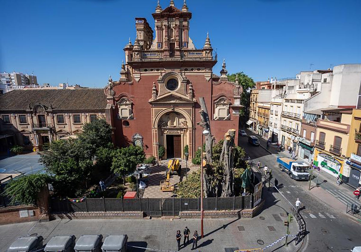 El ficus de San Jacinto