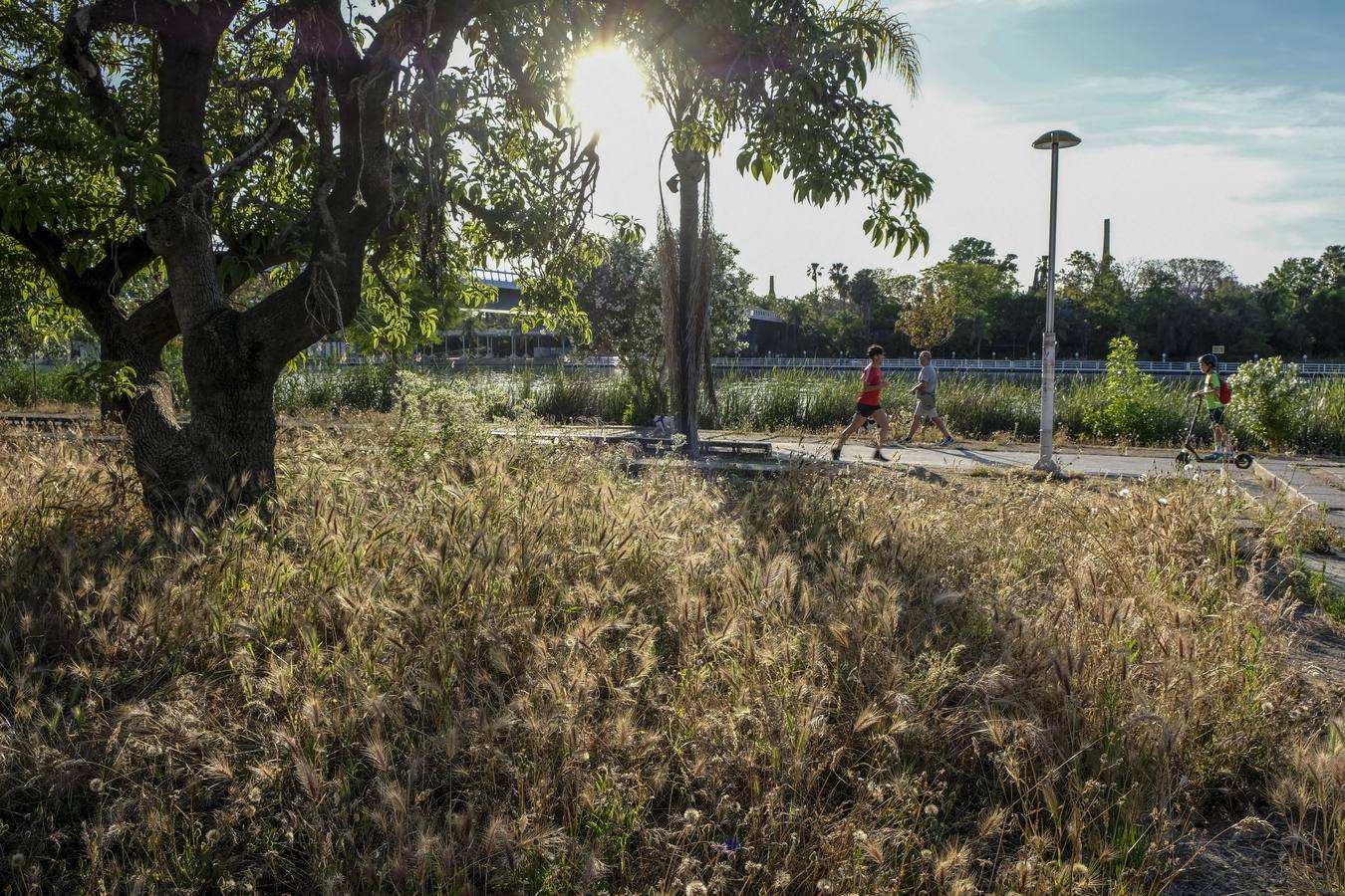 Deterioro y abandono en la orilla del río a su paso por La Cartuja y en el Paseo de Juan Carlos I