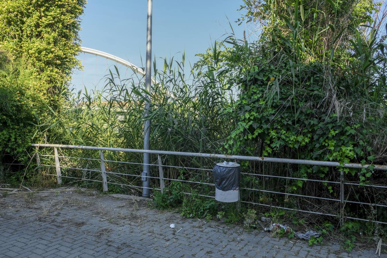 Deterioro y abandono en la orilla del río a su paso por La Cartuja y en el Paseo de Juan Carlos I
