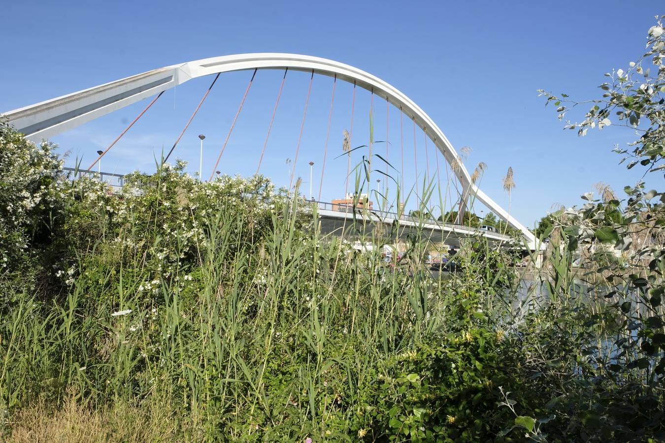 Deterioro y abandono en la orilla del río a su paso por La Cartuja y en el Paseo de Juan Carlos I