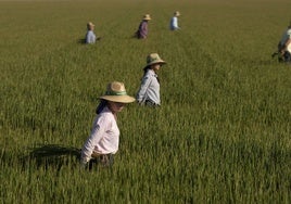 Las últimas lluvias salvan la siembra de arroz en el Guadalquivir