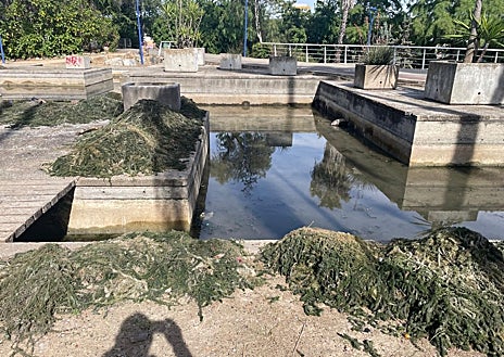 Imagen secundaria 1 - IVista general del estanque y sus inmediaciones en el Jardín Americano antes y después de la limpieza