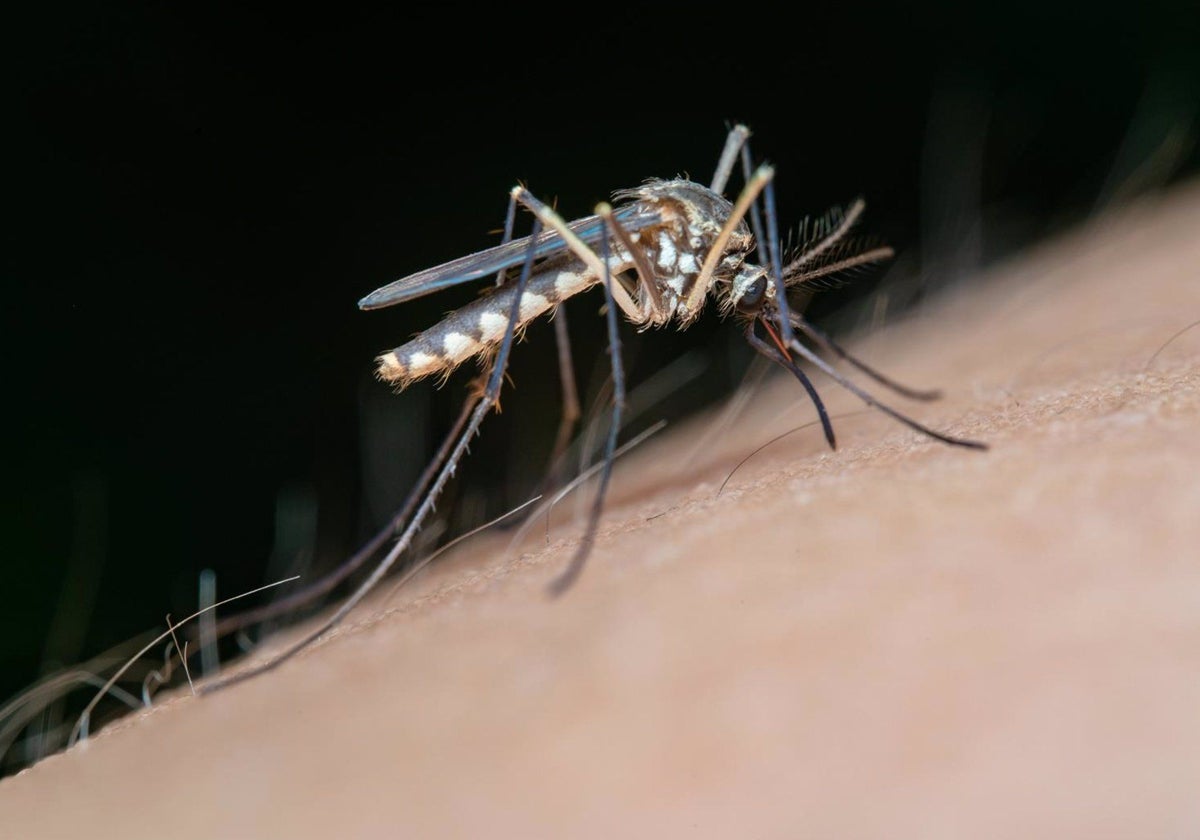 Mosquito transmisor del Virus del Nilo Occidental