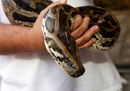 La Guardia Civil ya avisó: esto es lo que no debes hacer si te encuentras con una serpiente