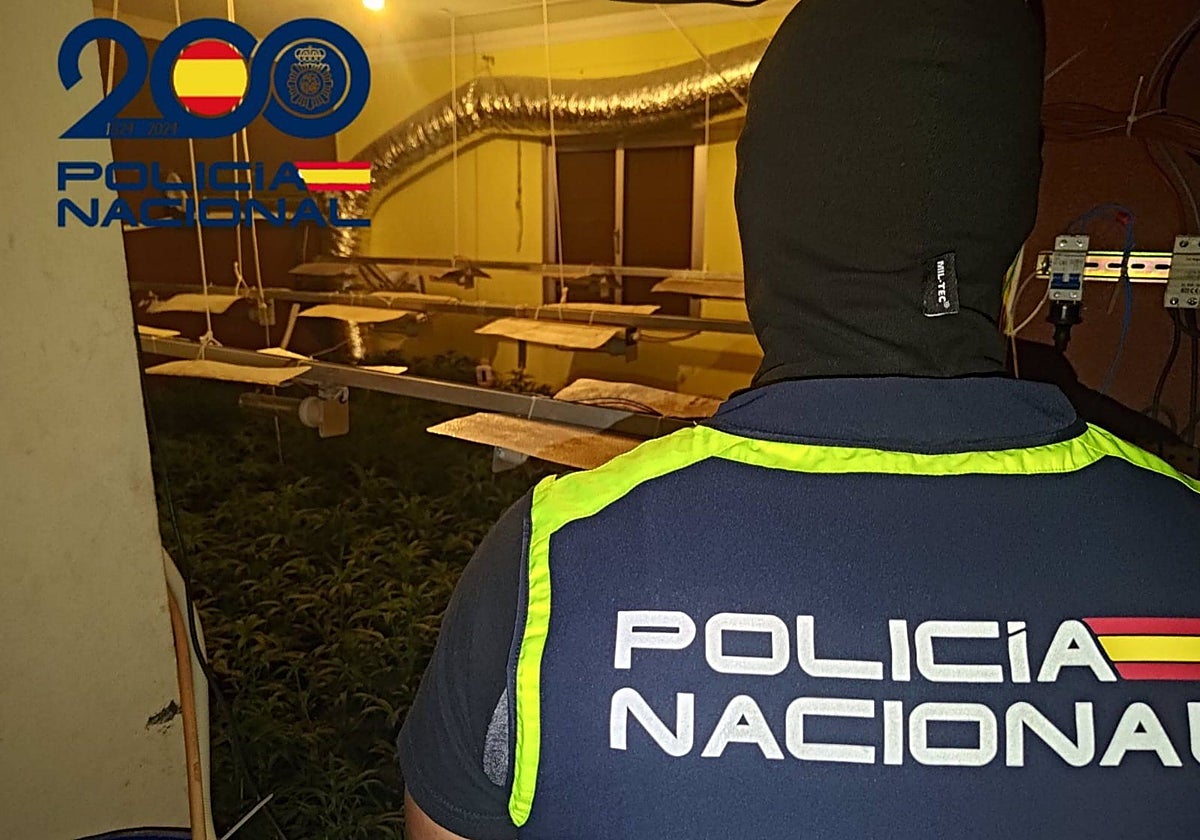Un agente en una de las plantaciones de marihuana intervenidas en El Cuervo