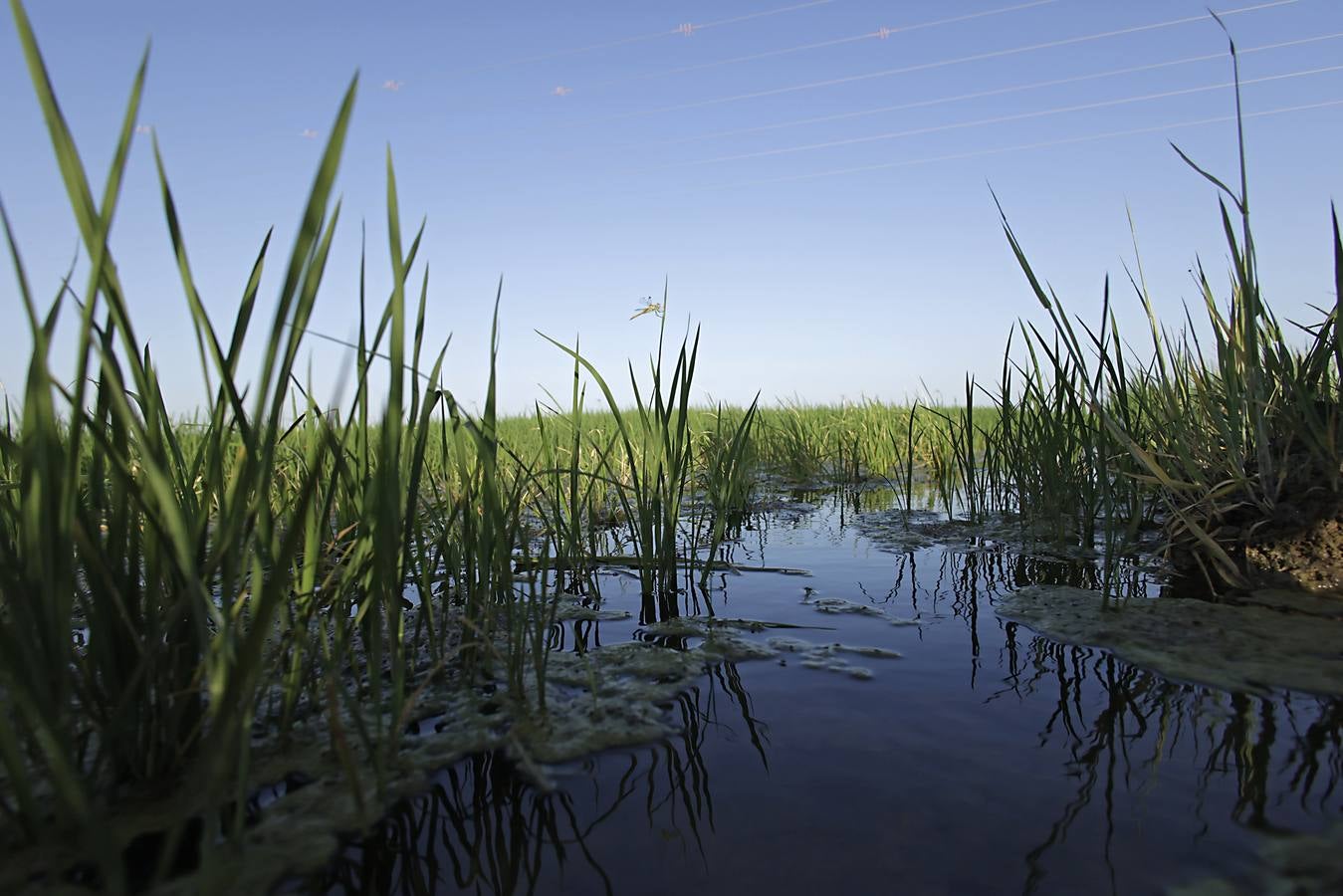 Imágenes de la Puebla del Río, un pueblo que vive con miedo por el virus del Nilo