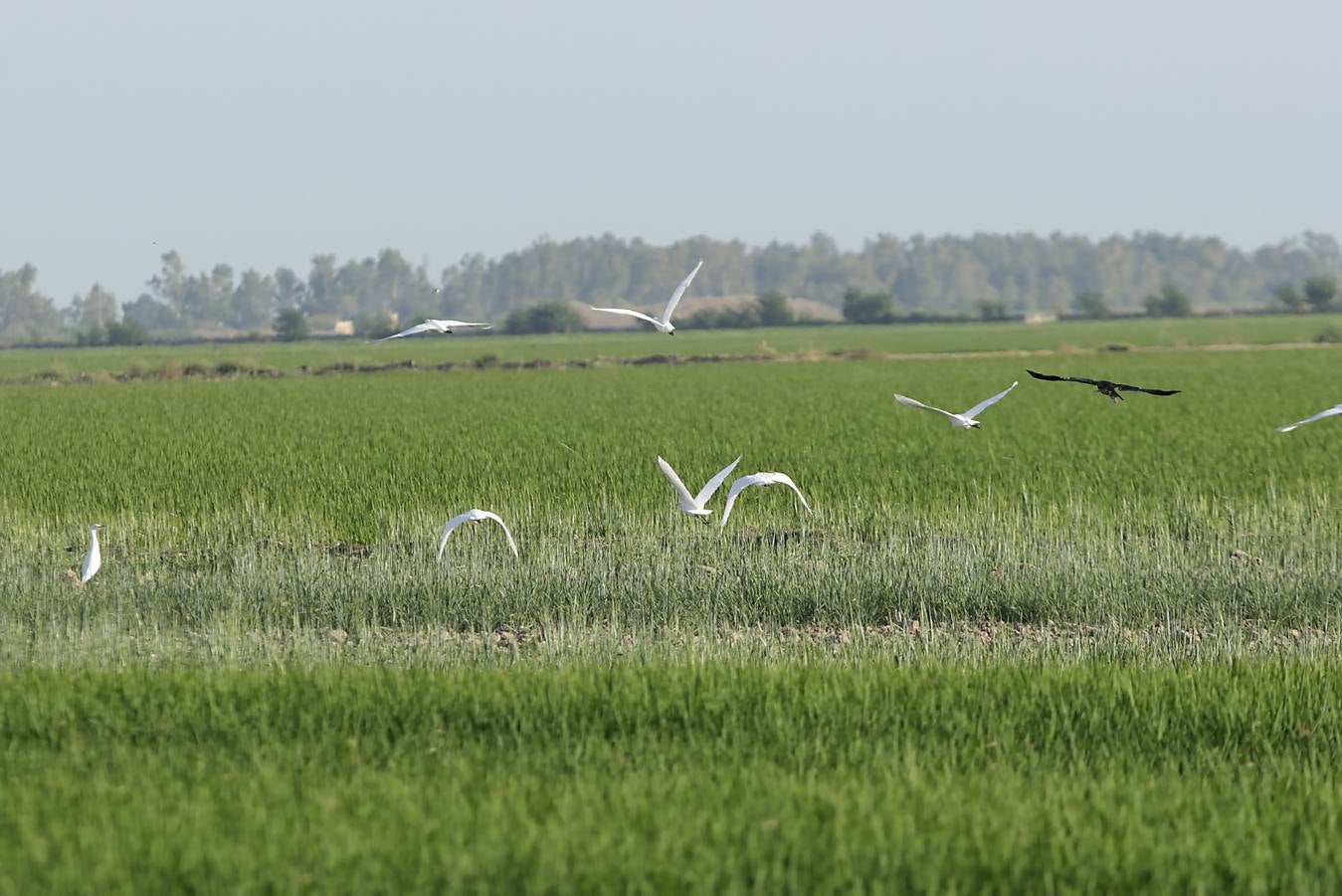 Imágenes de la Puebla del Río, un pueblo que vive con miedo por el virus del Nilo