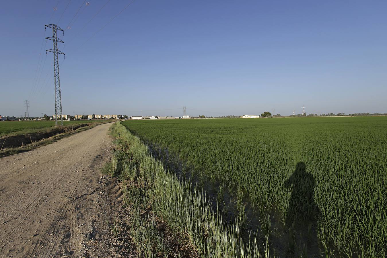 Imágenes de la Puebla del Río, un pueblo que vive con miedo por el virus del Nilo