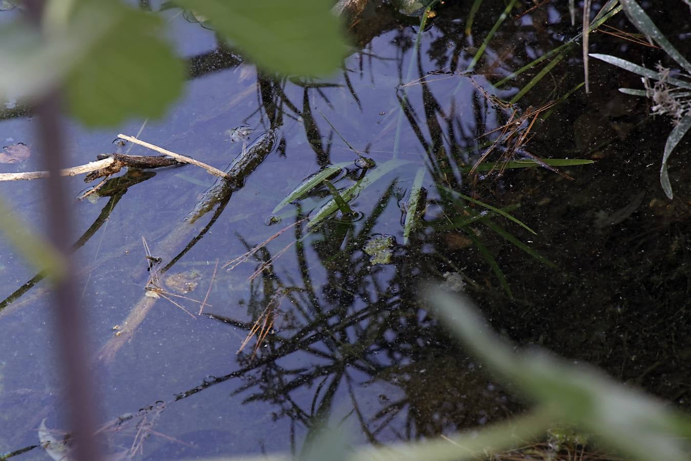 Imágenes de la Puebla del Río, un pueblo que vive con miedo por el virus del Nilo