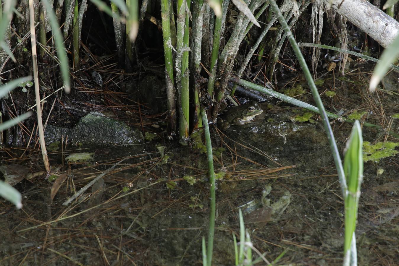 Imágenes de la Puebla del Río, un pueblo que vive con miedo por el virus del Nilo