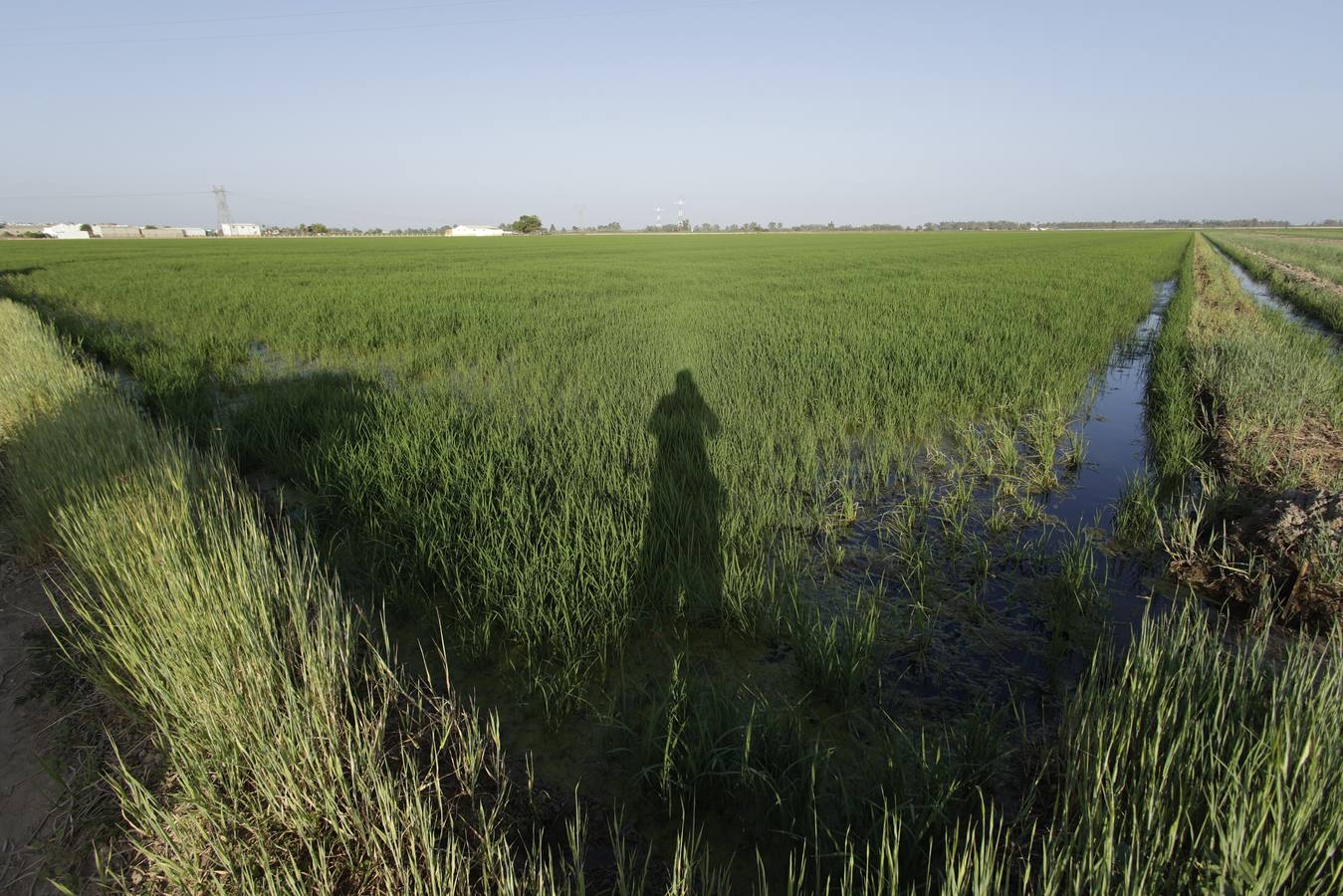 Imágenes de la Puebla del Río, un pueblo que vive con miedo por el virus del Nilo