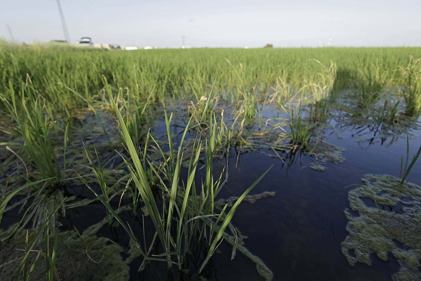 Imágenes de la Puebla del Río, un pueblo que vive con miedo por el virus del Nilo