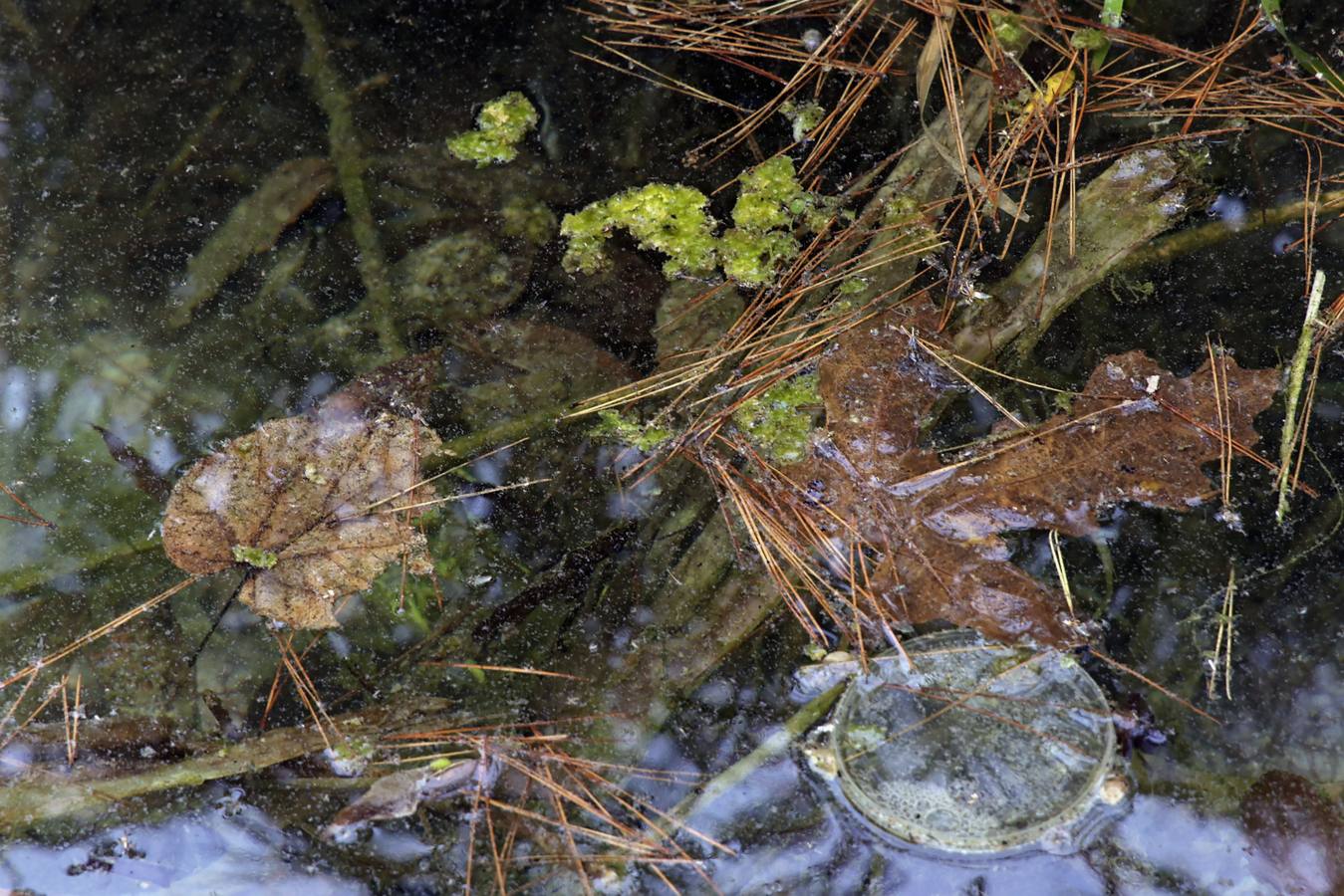 Imágenes de la Puebla del Río, un pueblo que vive con miedo por el virus del Nilo