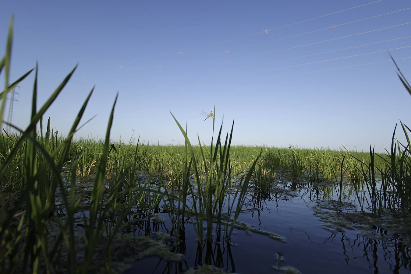 Imágenes de la Puebla del Río, un pueblo que vive con miedo por el virus del Nilo