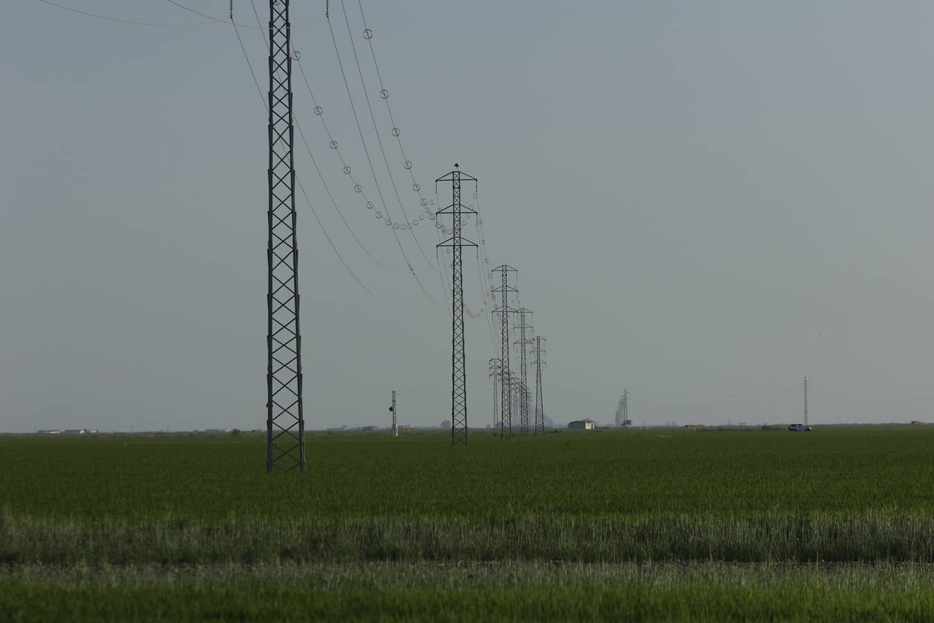 Imágenes de la Puebla del Río, un pueblo que vive con miedo por el virus del Nilo