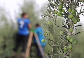 Los gobiernos de Andalucía y Extremadura, enfrentados por la aceitunas sevillanas