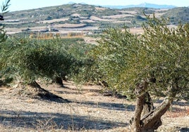 Andalucía lidera las exportaciones agroalimentarias en España, con 'récord histórico' de 8.903 millones