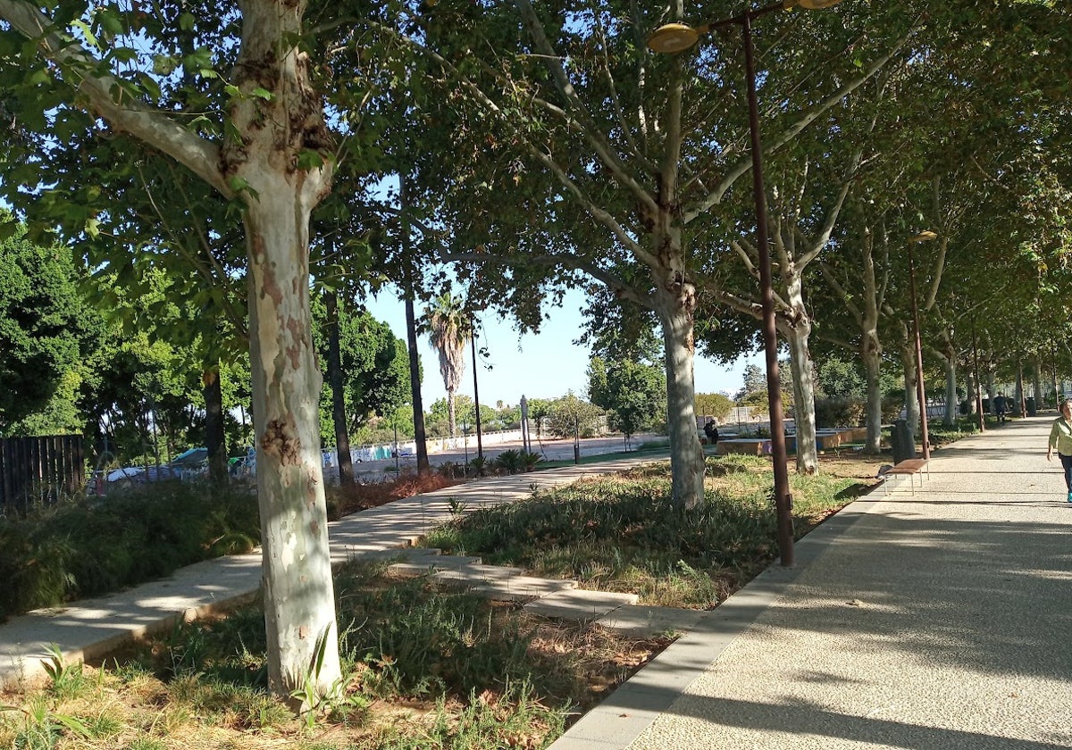 Parterres secos y graffitis en la zona del paseo de la calle Torneo