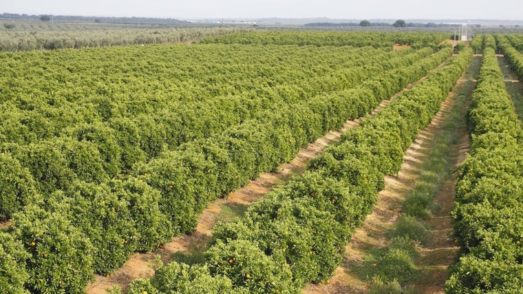La limitada financiación para los compradores de fincas rústicas es uno de los retos del campo
