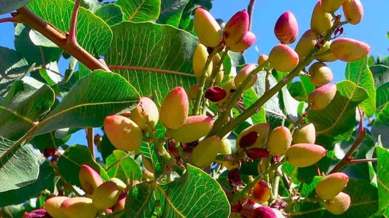 El pistacho es un cultivo emergente que va ganando terreno en Andalucía y en el resto de España