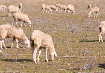 Se detectan cuatro nuevos focos de lengua azul en Andalucía mientras aumenta el ritmo de vacunación