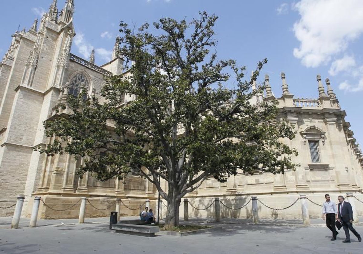 Imagen de archivo del magnolio junto a la Catedral de Sevilla