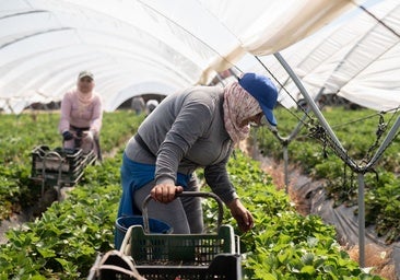 Las dos caras del campo andaluz: miles de jornaleros en el paro y los agricultores andaluces buscando peones en el extranjero