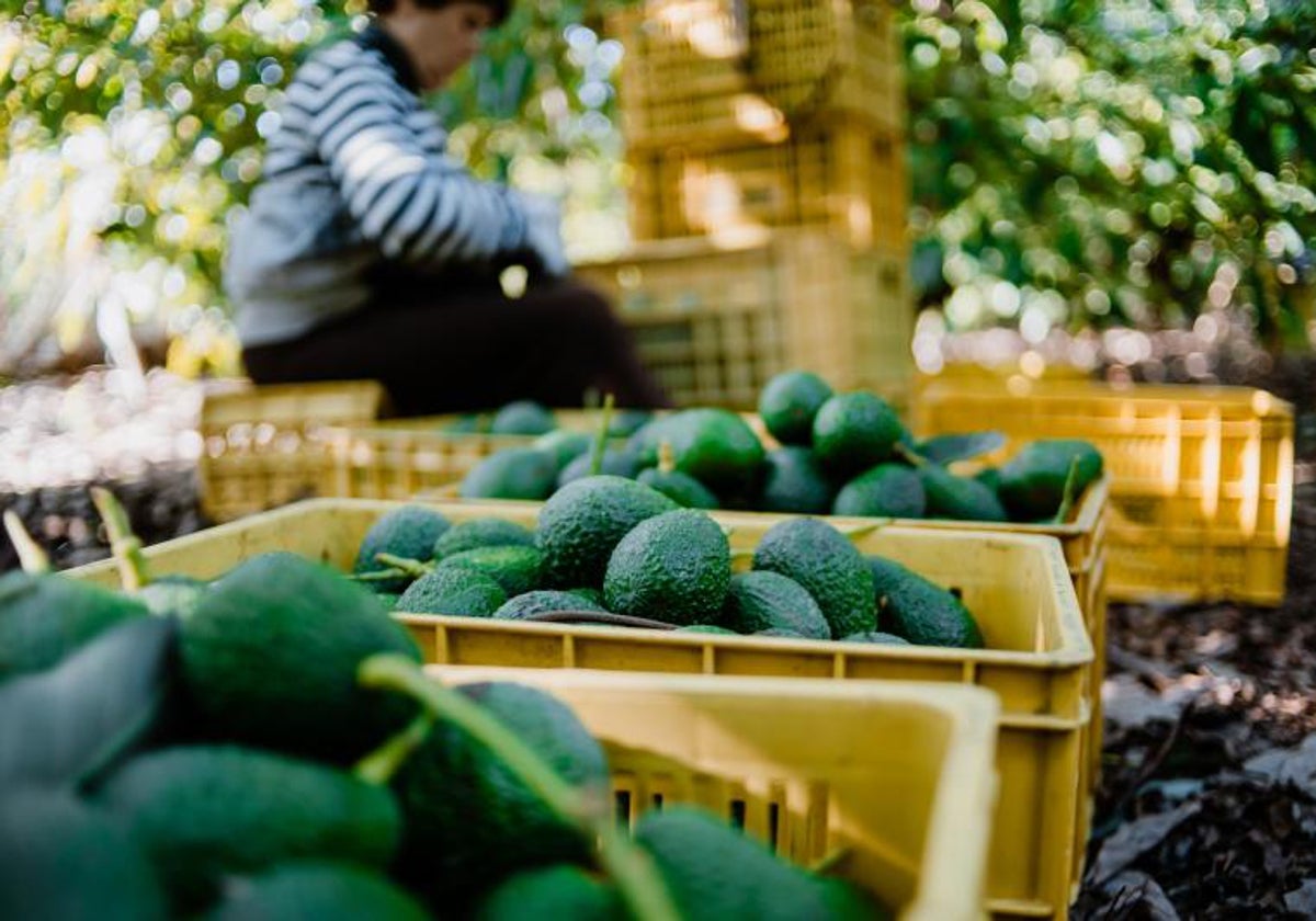 Aguacates recogidos en una plantación