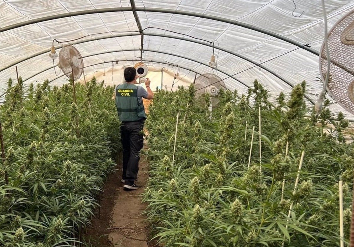 Una de las plantaciones de marihuana intervenidas por la Guardia Civil en la provincia de Sevilla