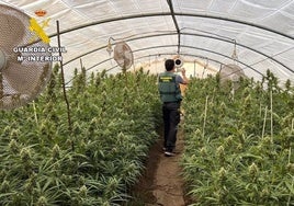 Golpe a las plantaciones de marihuana en la provincia de Sevilla con una decena de detenidos