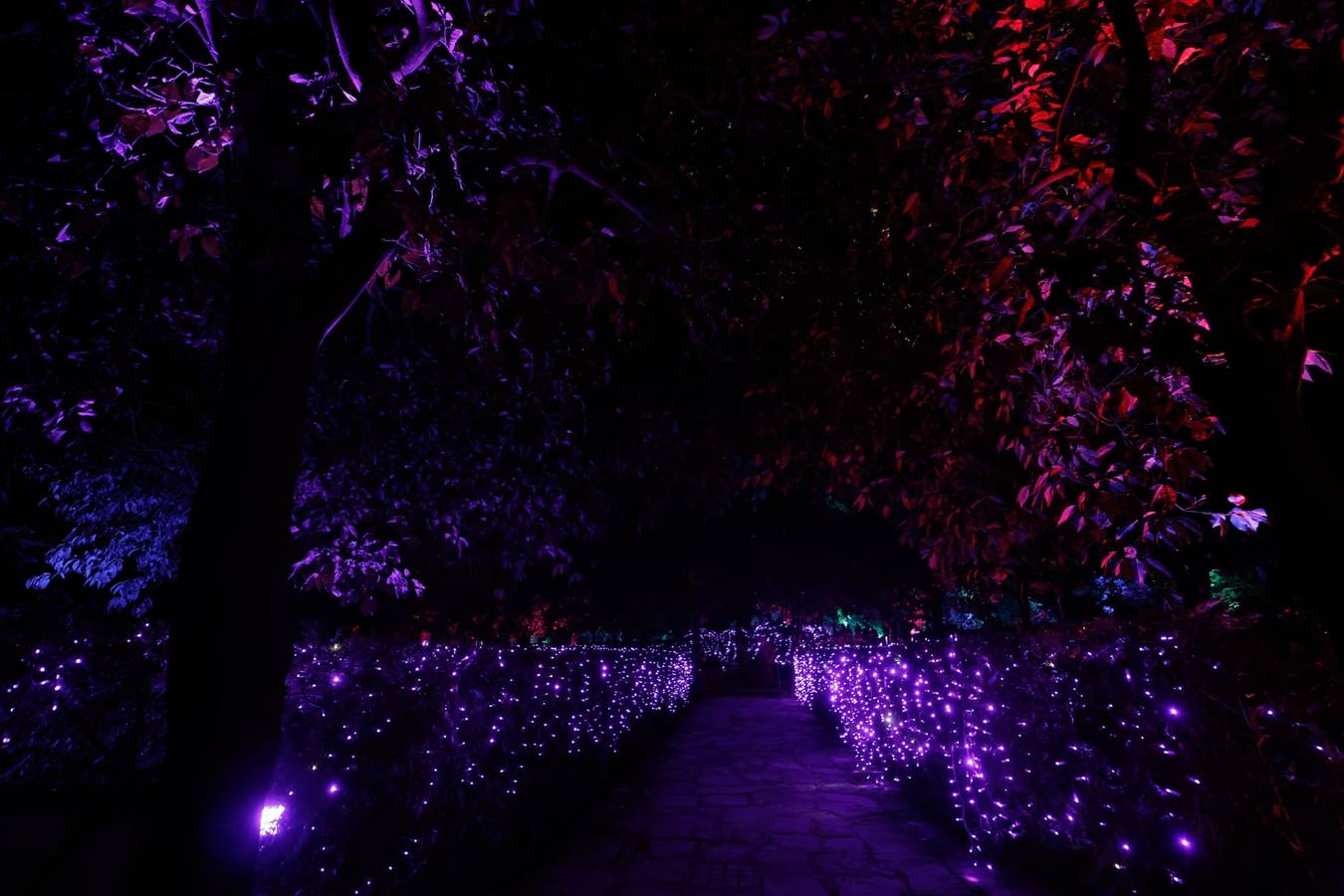 Espectáculo de Naturaleza Encendida en el Alcázar de Sevilla